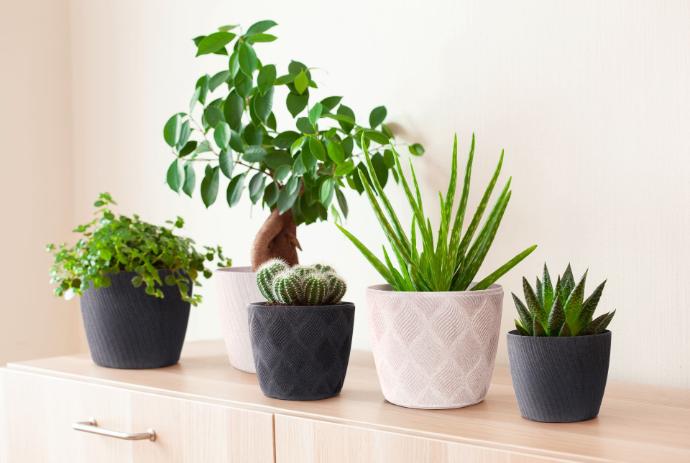 Pots de fleurs recyclés