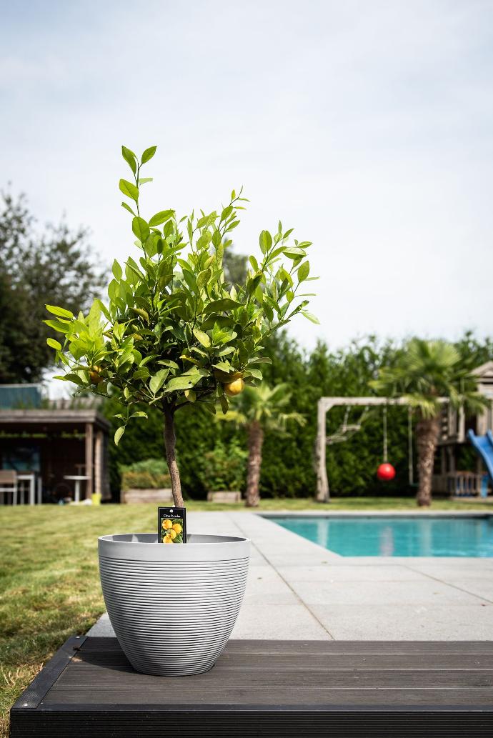 Eco pot Green Care pot recyclé, recyclable et incassable Impact gris clair au bord d'une piscine Garden ID