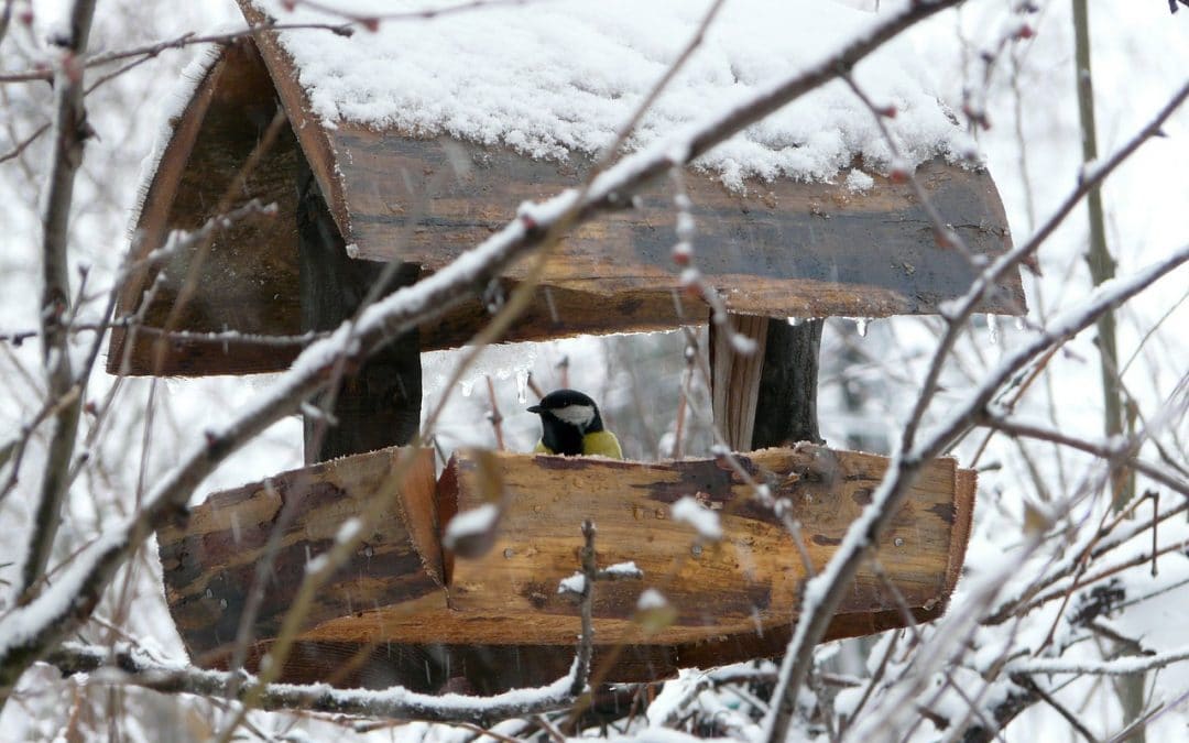 15 ways to help garden birds in winter