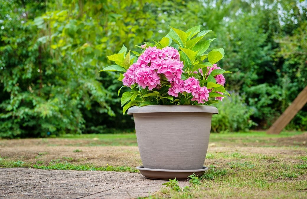 coffee plant from seed Dwarf Coffee Plant Seeds (Coffea arabica nana) main image 0