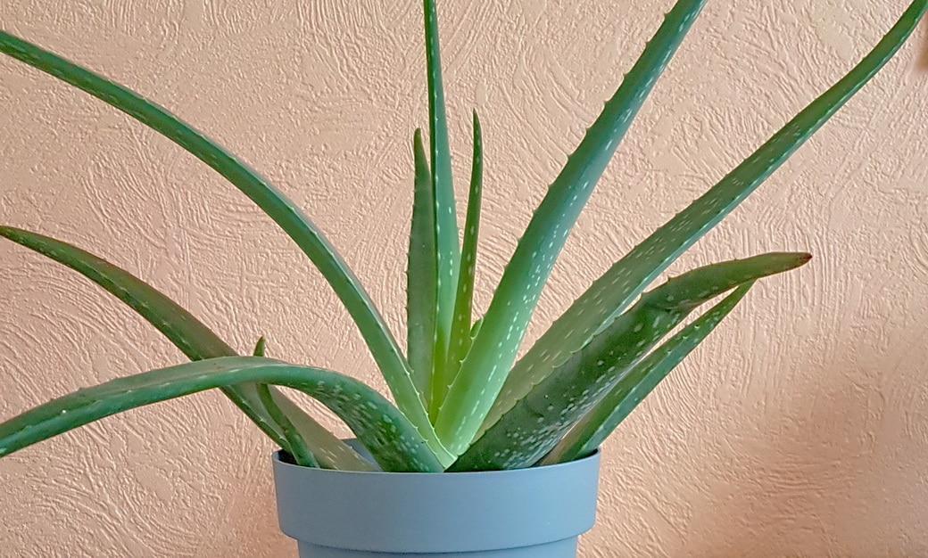 aloe vera plant online Fan Aloe main image 0