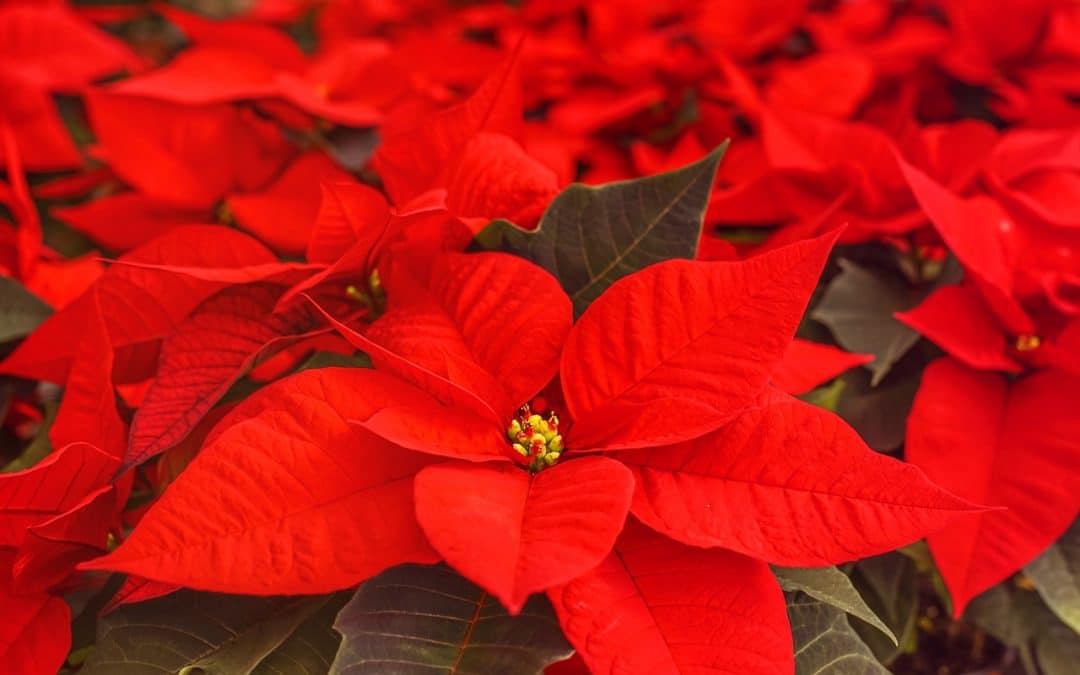 Focus on the Christmas star: poinsettia care guide