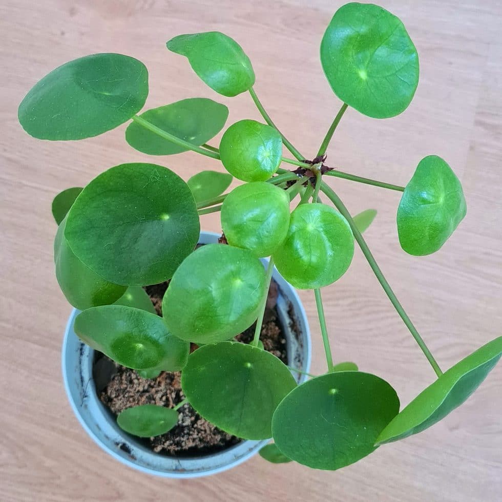 Pilea: Pflegeanleitung fr Anfnger