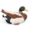 11154176 - duck mallard medium -3-1.jpg