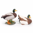 11154176+77 - duck mallard family-1.jpg